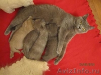 британские 3 кошечки и котенок - Изображение #3, Объявление #32879