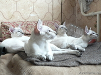 Сиамские котята (3 месяца, 3 кошки и 1 кот) - Изображение #1, Объявление #459685