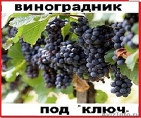 Виноградник под "ключ" у вас на дачном участке - Изображение #1, Объявление #609023