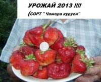 Саженцы клубники(не усы)новейшего крупноплодного  сорта Чамора Куруси-почтой... - Изображение #3, Объявление #1105889