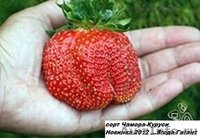 Саженцы клубники(не усы)новейшего крупноплодного  сорта Чамора Куруси-почтой... - Изображение #2, Объявление #1105889