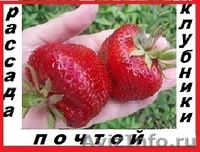 Саженцы клубники(не усы)новейшего крупноплодного  сорта Чамора Куруси-почтой... - Изображение #1, Объявление #1105889