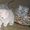 британские 3 кошечки и котенок - Изображение #1, Объявление #32879