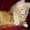 Мейн кун-ские коты-необычайной красоты. - Изображение #5, Объявление #39464