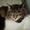 Мейн кун-ские коты-необычайной красоты. #39464