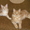 продаются котята породы мейн-кун - Изображение #1, Объявление #116569