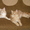 продаются котята породы мейн-кун - Изображение #2, Объявление #116569