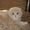 куплю недорого котенка шотл. фолда - Изображение #2, Объявление #117014