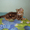 Британские плюшевые котята-щекастые,толстолапые- от питомника Holany - Изображение #4, Объявление #134403