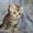 Предлагаем британских котят от питомника Holany - Изображение #2, Объявление #138168