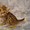 Предлагаем британских котят от питомника Holany - Изображение #5, Объявление #138168