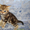 Предлагаем британских котят от питомника Holany - Изображение #3, Объявление #138168