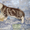 Предлагаем британских котят от питомника Holany #138168