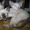 Продаю сиамских котят #135293