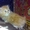 персидских котят красного окраса #177933