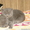 Игривые плюшевые британские котята! - Изображение #1, Объявление #271836