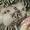 Продаются сиамские/тайские котята - Изображение #2, Объявление #274662