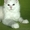 Мэйн-Кун котята - Изображение #2, Объявление #288955