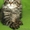 Мейн -Кун котята - Изображение #1, Объявление #308509