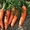 Продаем морковь 2011 год #243406