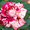 саженцы роз и плодовых деревьев ОПТОМ #390411
