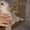 Элитные щенки лабрадор-ретривера - Изображение #5, Объявление #384405
