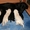 Элитные щенки лабрадор-ретривера - Изображение #6, Объявление #384405