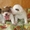 собаки(щенки ДРТ) из питомника ТИСКО К - Изображение #4, Объявление #413248
