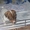 собаки(щенки ДРТ) из питомника ТИСКО К - Изображение #6, Объявление #413248