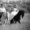 Покататься на лошадях в Ростове, прокат,карета, свадьба,подарок, отдых - Изображение #5, Объявление #11365