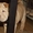 Продается замечательный щенок - шарпей - девочка Неотразимая Намибия 09.12.2011 - Изображение #4, Объявление #534259