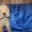 Продается замечательный щенок - шарпей - девочка Неотразимая Намибия 09.12.2011 - Изображение #3, Объявление #534259