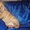Продается замечательный щенок - шарпей - девочка Неотразимая Намибия 09.12.2011 - Изображение #2, Объявление #534259