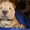 Продается замечательный щенок - шарпей - девочка Неотразимая Намибия 09.12.2011 - Изображение #1, Объявление #534259