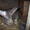 Кролики породы "Фландр" - Изображение #3, Объявление #582934
