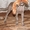 Веймарская легавая щенки - Изображение #5, Объявление #594435