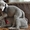 Веймарская легавая щенки - Изображение #6, Объявление #594435