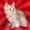 Шотландские вислоухие котята ArtsFamily - Изображение #2, Объявление #687083