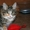 Продам котенка-девочку курильского бобтейла - Изображение #4, Объявление #676737