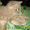 Котята-полуперсы - Изображение #3, Объявление #692948