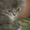 Котята-полуперсы - Изображение #2, Объявление #692948