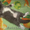 Котята-полуперсы - Изображение #1, Объявление #692948