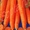 продам морковь столовый  оптом #706756