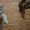 котята мейн кун редких окрасов - Изображение #3, Объявление #714806