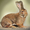 Продаю кроликов пород:  Фландр,  Новозеландская #714329