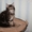 Перспективные котята под разведение, шоу-класса. Доставка - Изображение #7, Объявление #741500