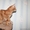 Перспективные котята под разведение, шоу-класса. Доставка - Изображение #4, Объявление #741500