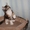 Перспективные котята под разведение, шоу-класса. Доставка - Изображение #6, Объявление #741500
