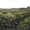 Живые срезанные сосны(елки) оптом с лесхоза к Новому году #746300