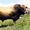 Мясное  животноводство крупный рогатый скот из Франции - Изображение #1, Объявление #748830